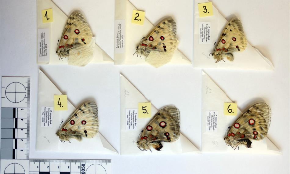 2015-1-15-944foto 5 motýli.jpg